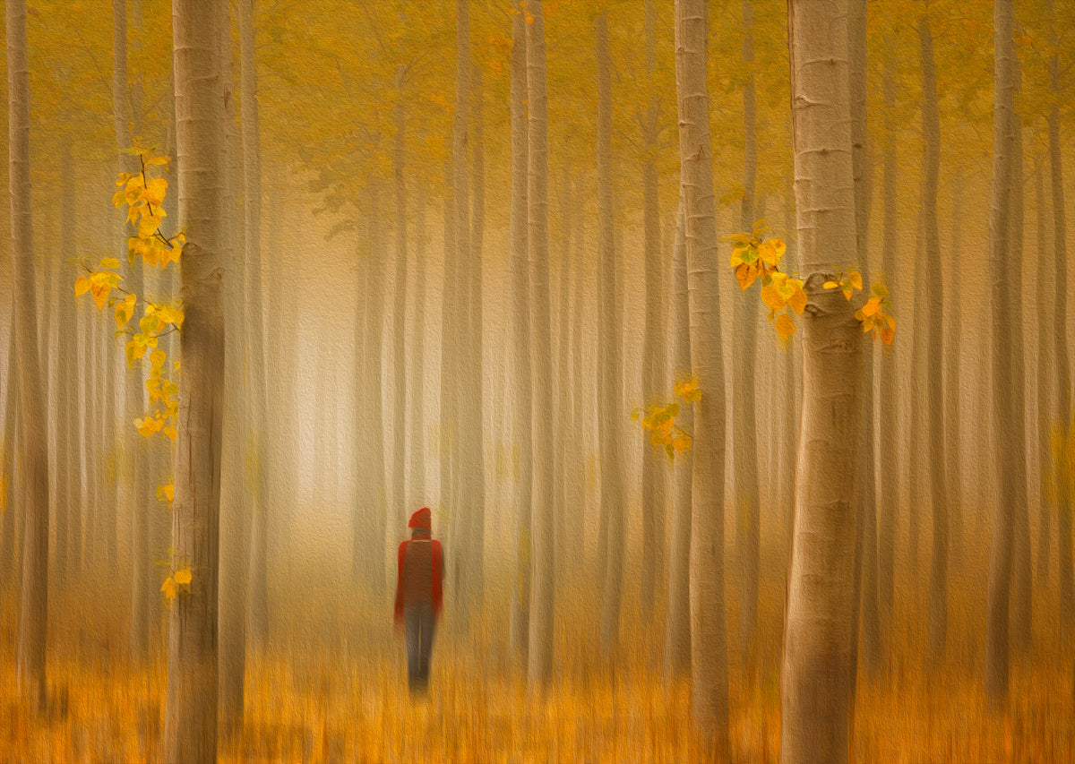 Lost in Autumn Poster och Canvastavla