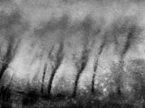 Dancing trees in the water Poster och Canvastavla
