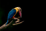 Stork-billed Kingfisher Poster och Canvastavla