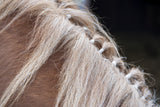 Horse Head 2 Dsc5495 Copy Poster och Canvastavla