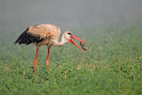 White Stork , hunting in the rain... Poster och Canvastavla