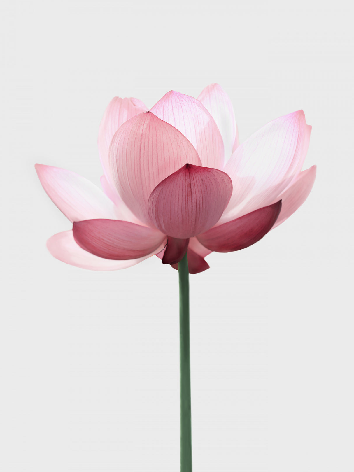Lotus Flower Poster och Canvastavla
