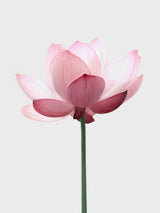 Lotus Flower Poster och Canvastavla