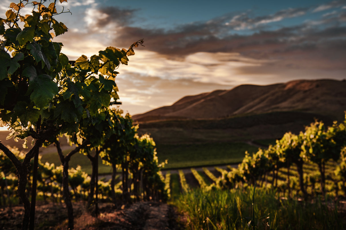 Vineyards Poster och Canvastavla