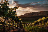 Vineyards Poster och Canvastavla