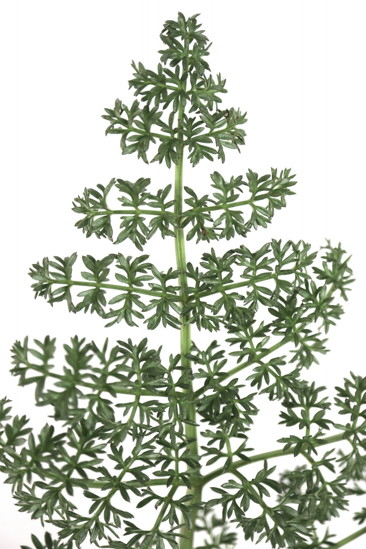 Green dainty leaves Poster och Canvastavla