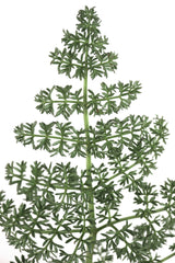 Green dainty leaves Poster och Canvastavla