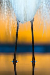 Dressed for dawn Poster och Canvastavla