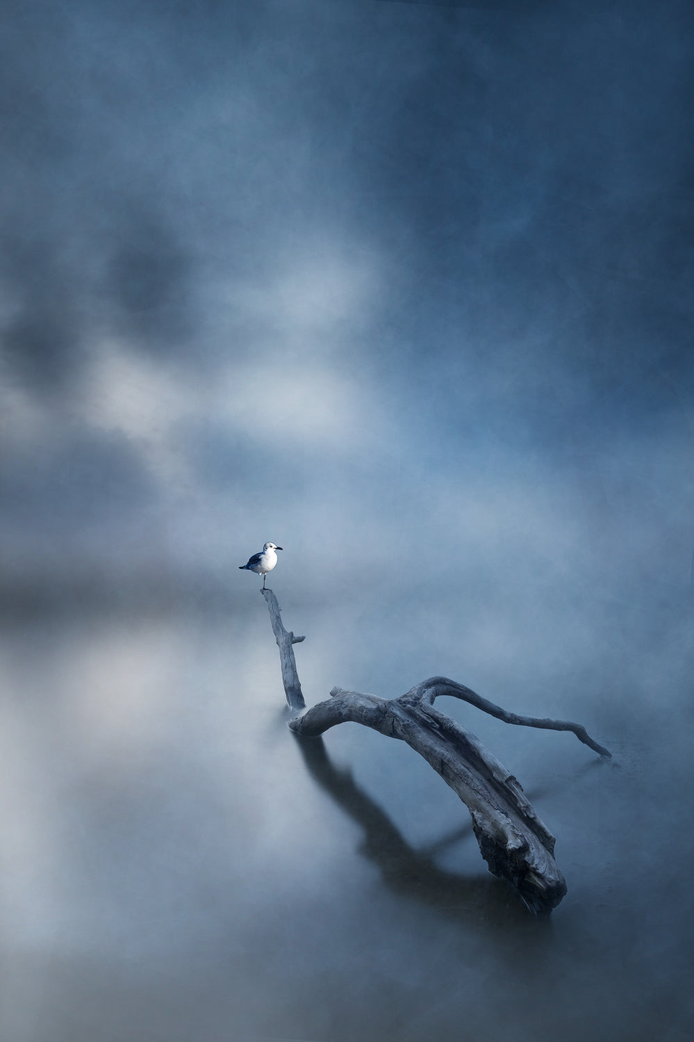 lonely little bird Poster och Canvastavla