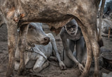 Mundari boy colleting dung - South Sudan Poster och Canvastavla