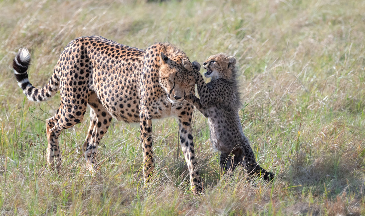 Play with Mom Poster och Canvastavla