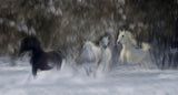 fun in the snow Poster och Canvastavla