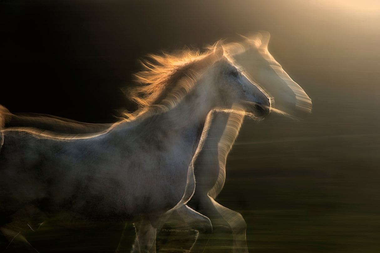 Echoes of light Poster och Canvastavla