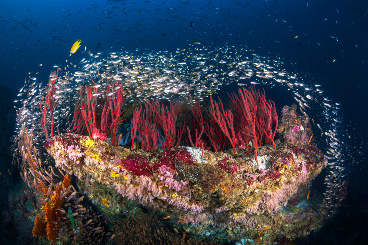 Life of Reef Poster och Canvastavla