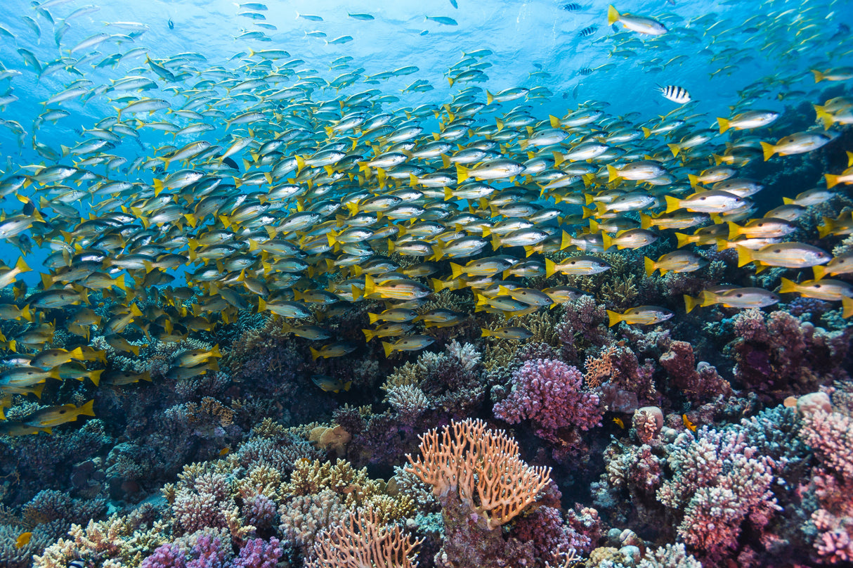 Coral reef life Poster och Canvastavla