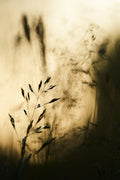 grass Poster och Canvastavla