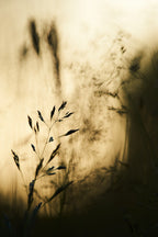 grass Poster och Canvastavla