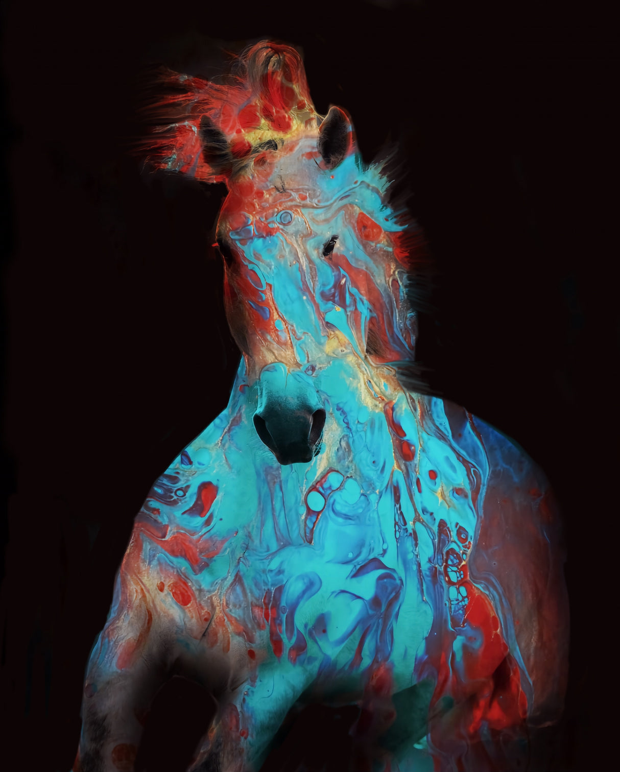 Running Bashful Horse Poster och Canvastavla