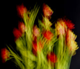 Impressionist Flowers Poster och Canvastavla