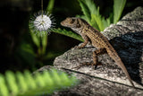 Iguana and Buttonbush Poster och Canvastavla