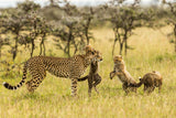 Cheetahs and Cubs Poster och Canvastavla