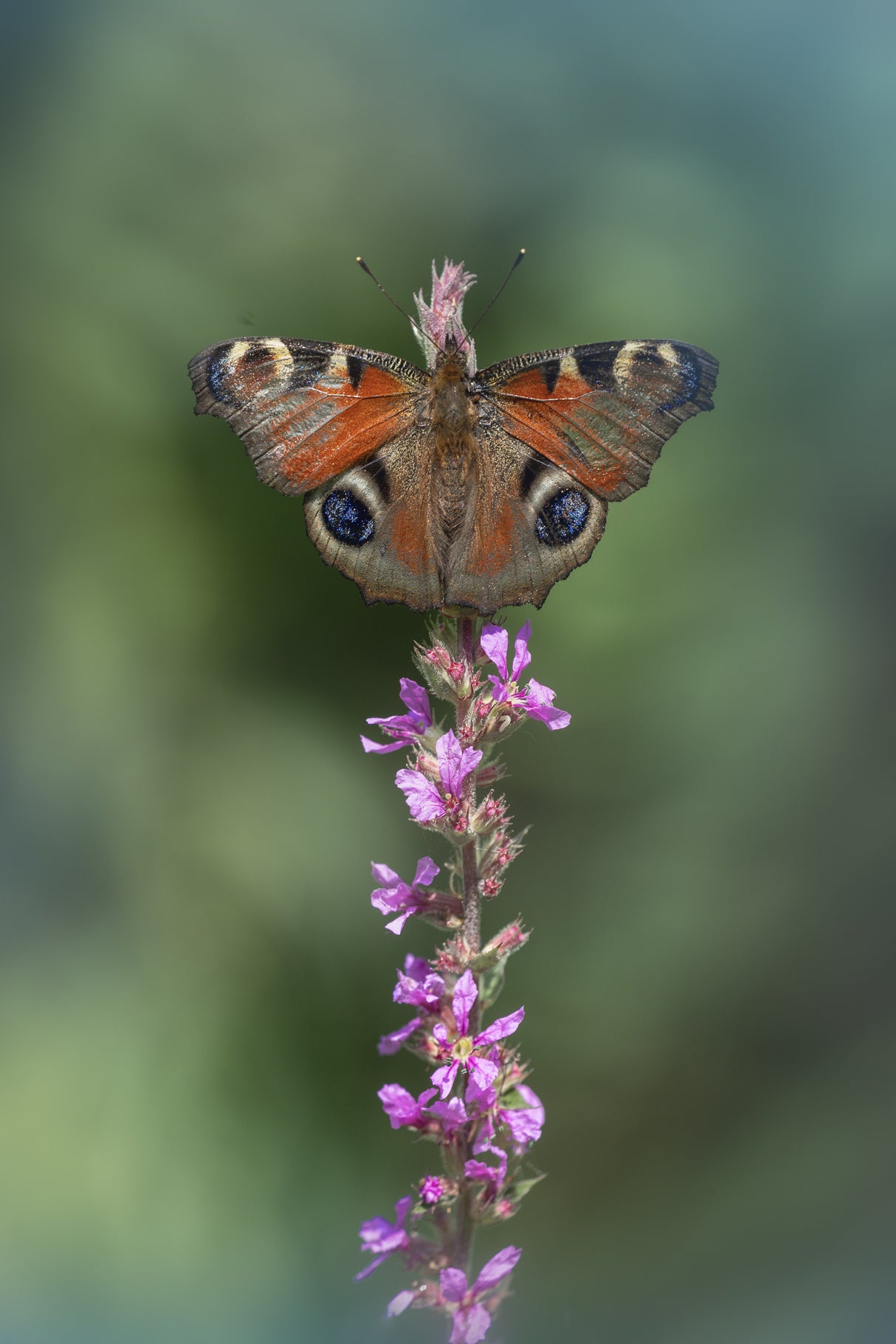 Aglais io Poster och Canvastavla