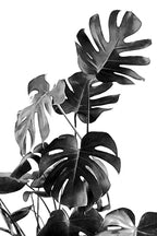 Monstera Black and White 09 Poster och Canvastavla
