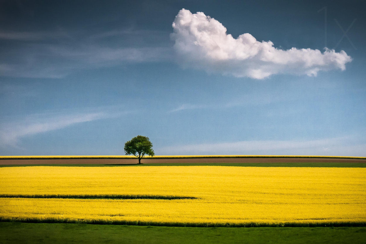 The Tree and the Cloud Poster och Canvastavla