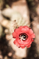 Desert Bloom Poster och Canvastavla