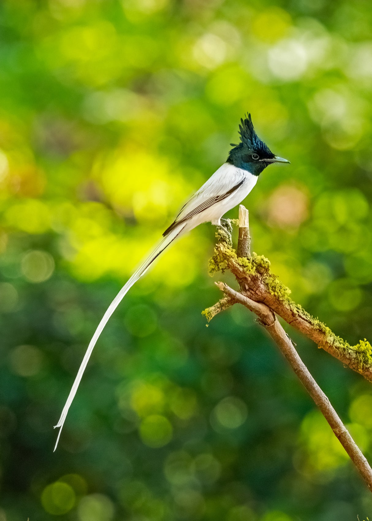 Paradise Flycatcher - a glorious tale! Poster och Canvastavla
