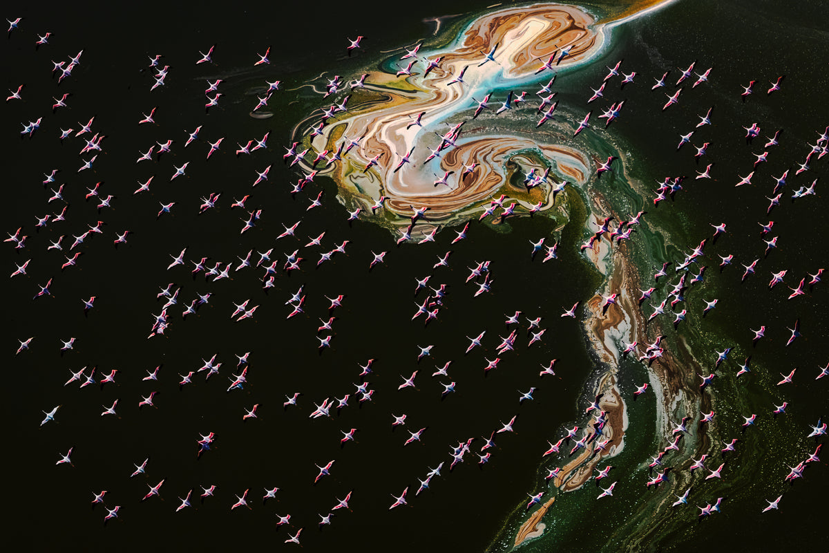 Hundreds of Flamingos Poster och Canvastavla