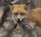 Family Portrait Poster och Canvastavla