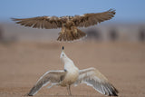 The life of a seagull Poster och Canvastavla