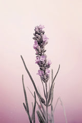 Pastel Lavender Poster och Canvastavla