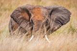 Pastel elephant Poster och Canvastavla