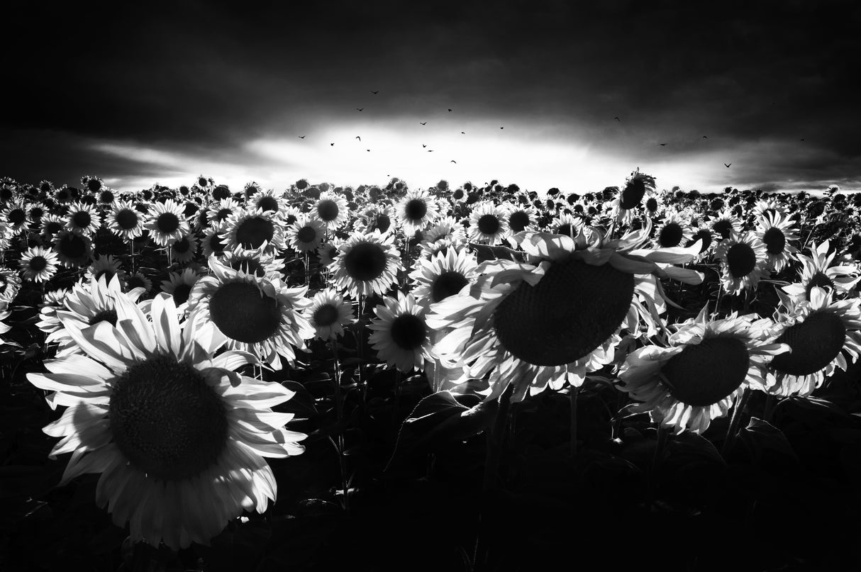 Sunflowers against the light Poster och Canvastavla