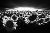 Sunflowers against the light Poster och Canvastavla