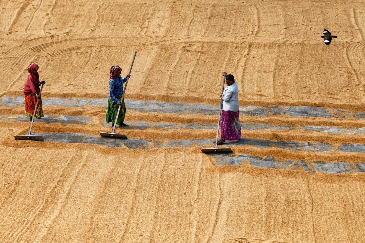 Paddy drying by women Poster och Canvastavla