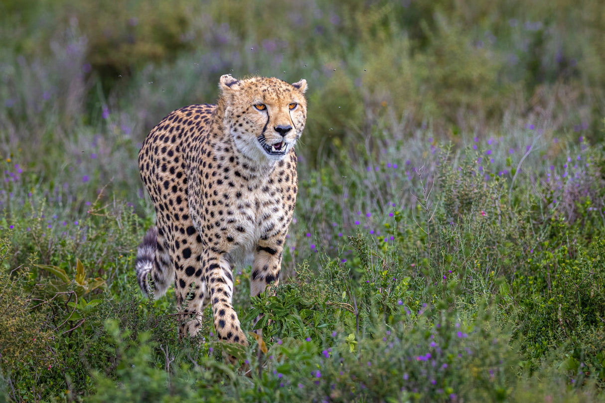 Beauty in the wildflowers Poster och Canvastavla