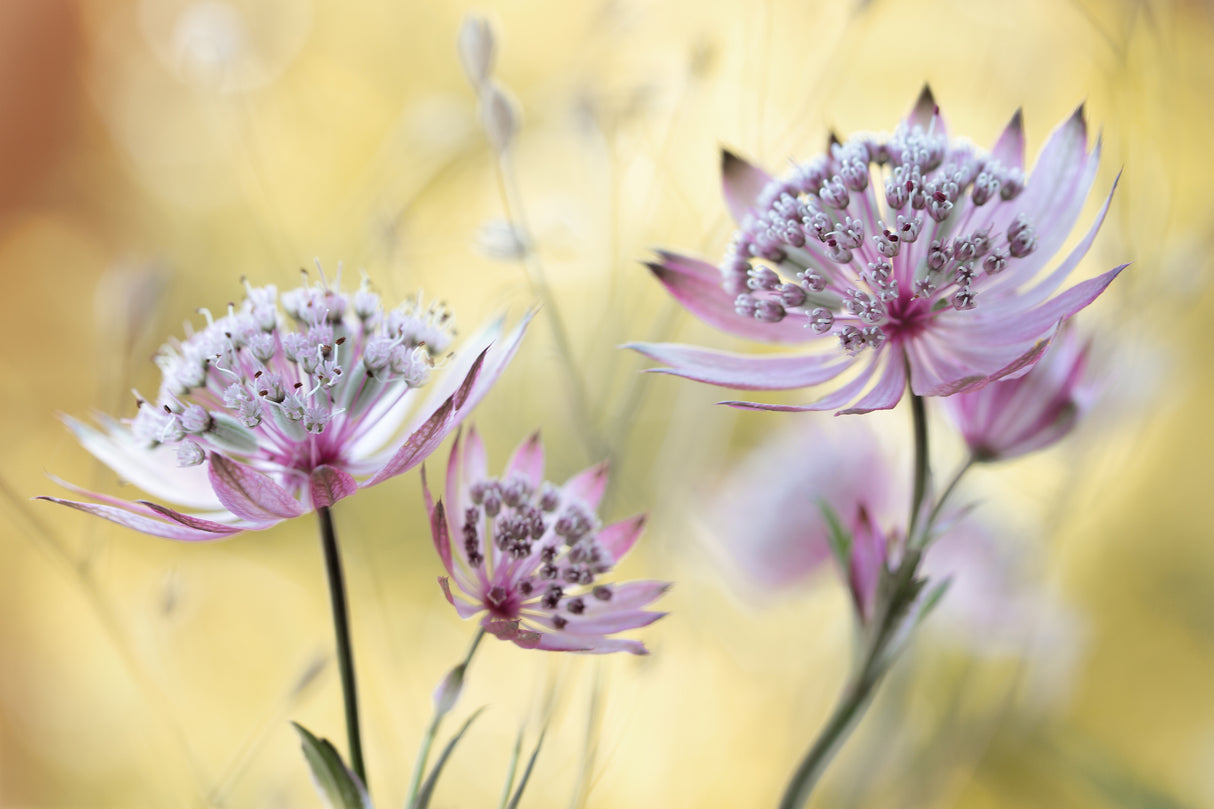 Astrantia Major Poster och Canvastavla