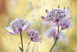 Astrantia Major Poster och Canvastavla