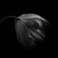 Tulip in monochrome Poster och Canvastavla