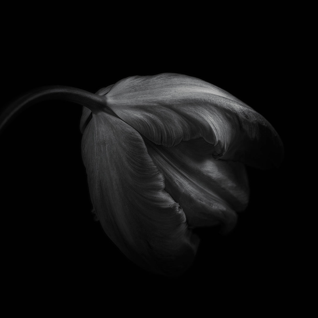 Tulip in monochrome Poster och Canvastavla