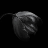 Tulip in monochrome Poster och Canvastavla