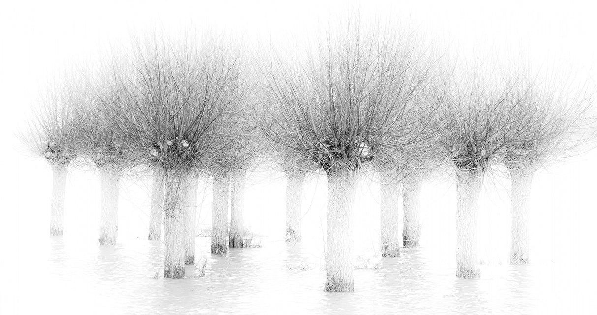 Willow in winter. Poster och Canvastavla