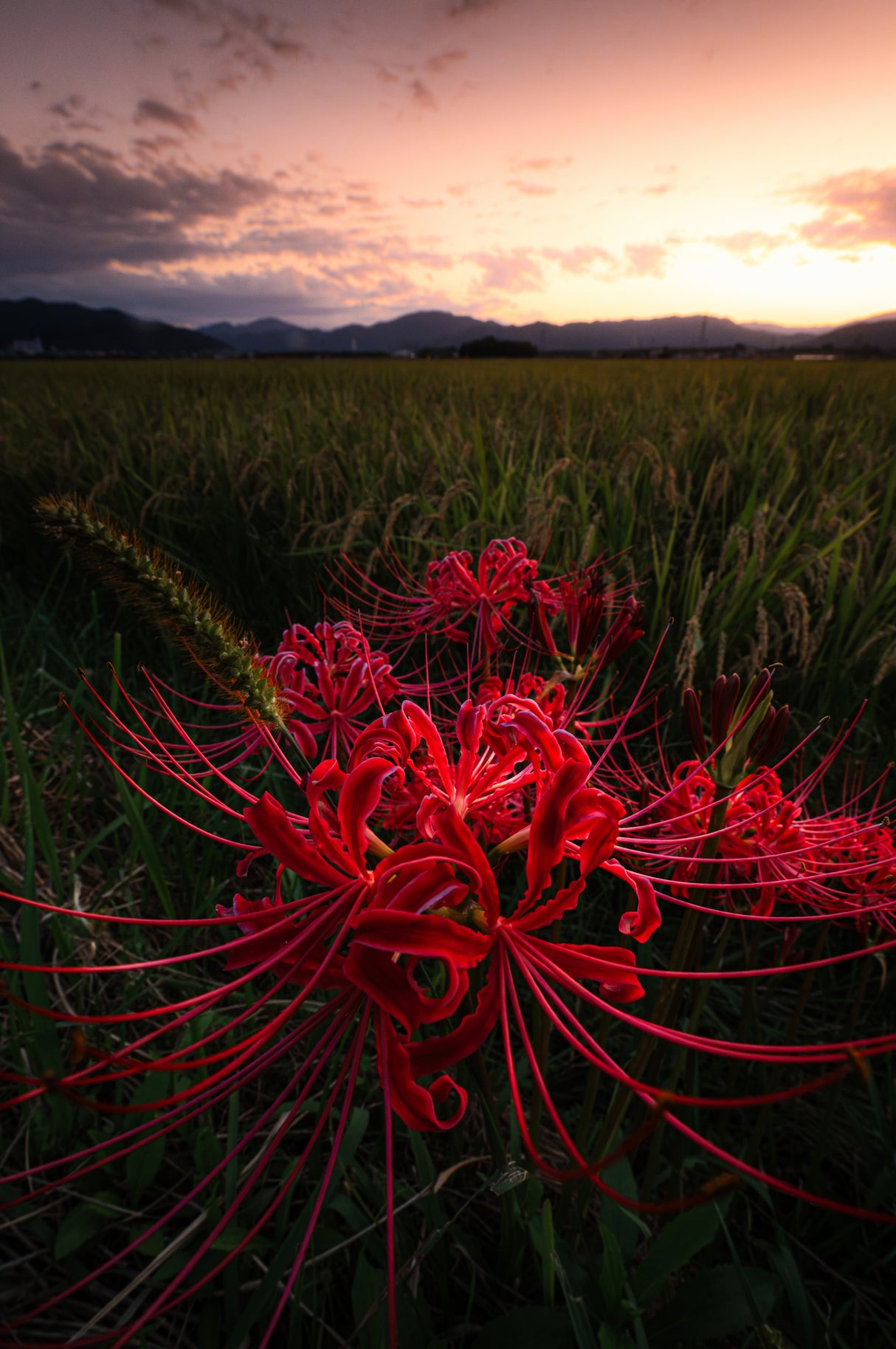 Red Spider Lily Poster och Canvastavla