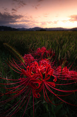 Red Spider Lily Poster och Canvastavla