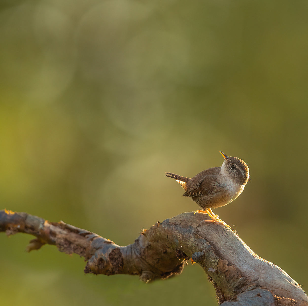 wren in the light Poster och Canvastavla