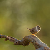wren in the light Poster och Canvastavla