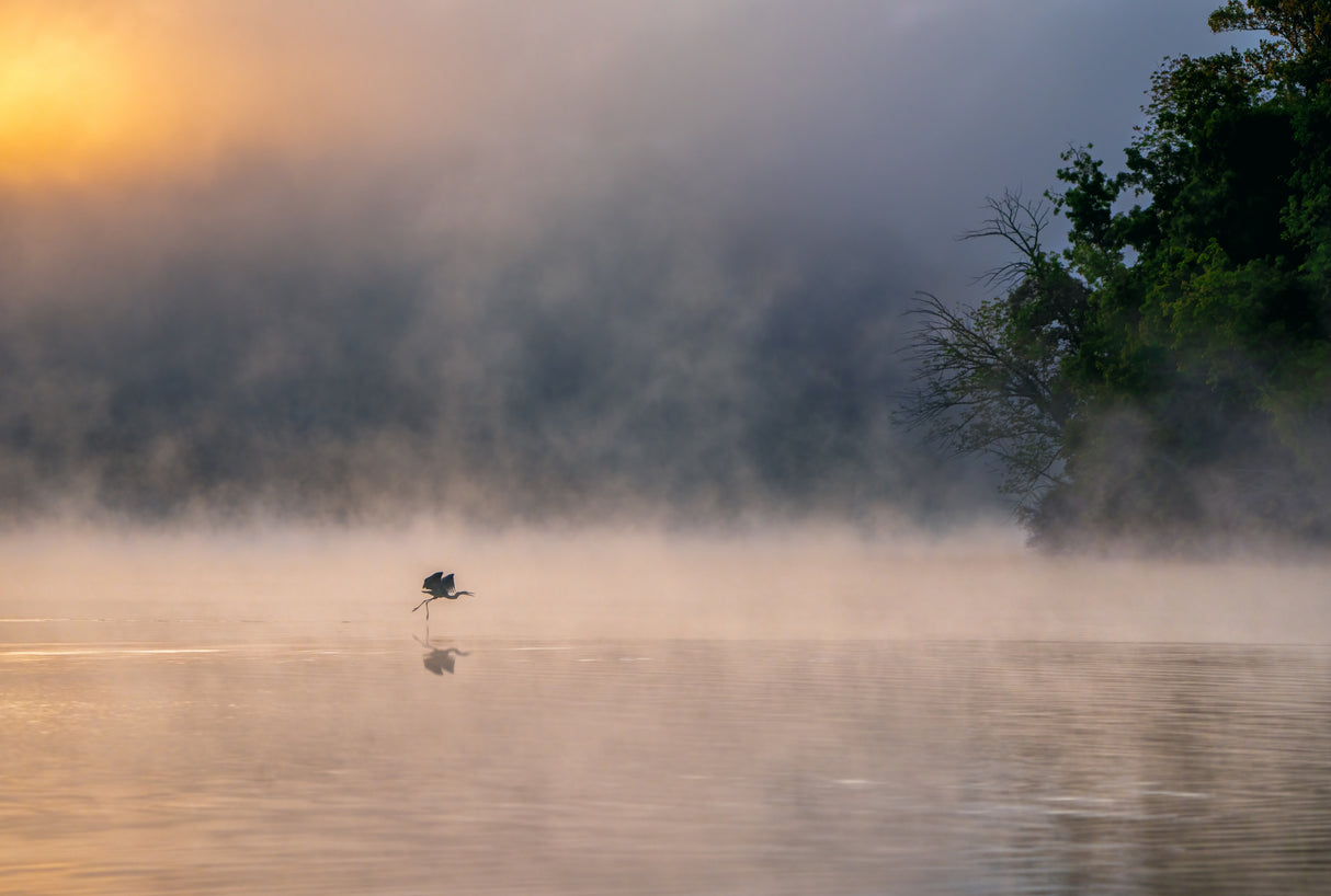 Misty lake Poster och Canvastavla